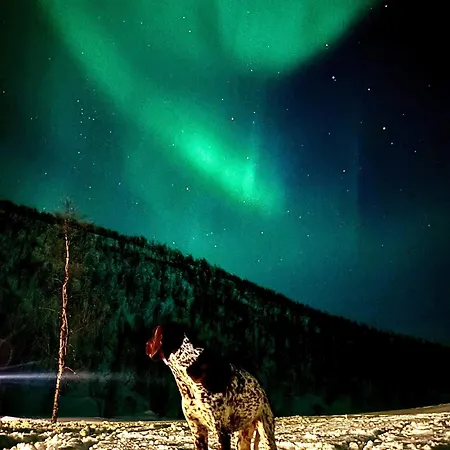 Opplev Finnmarksvidda * Masi